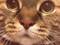 tumblr_o0cq0fmDa41uf79yuo1_400.gif
